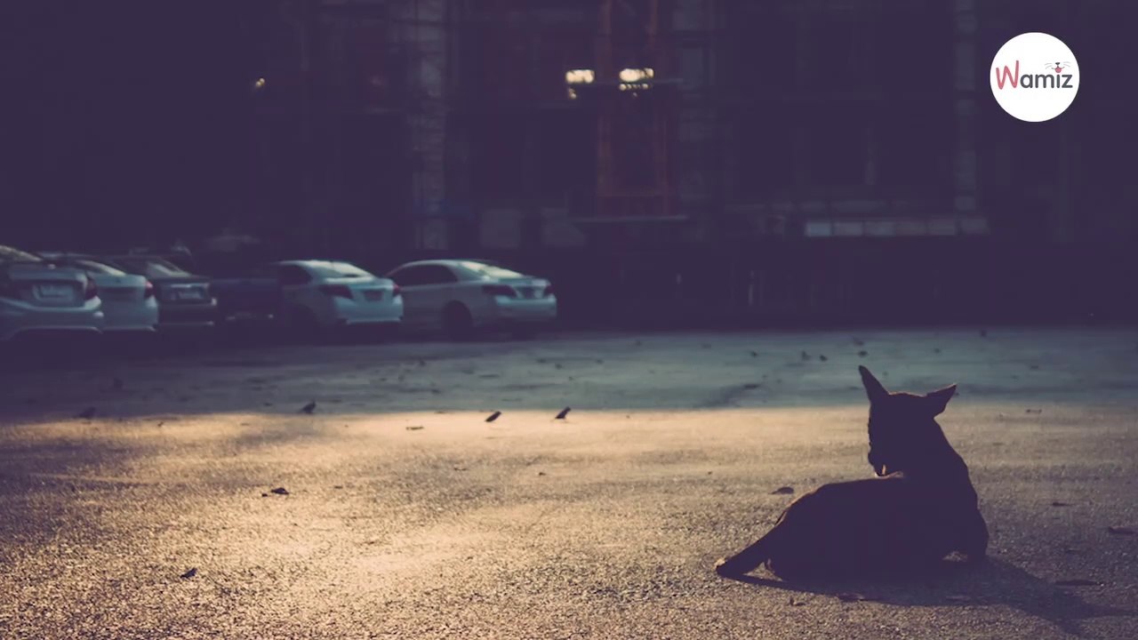 Mann findet einen Chihuahua: Das Tierheim scannt den Chip und ist völlig verblüfft!