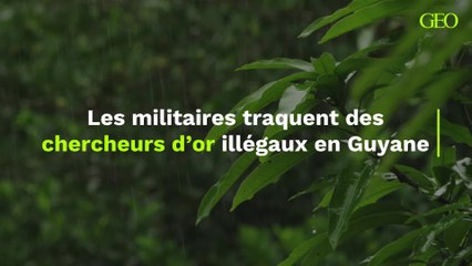 Les militaires traquent des chercheurs d’or illégaux en Guyane
