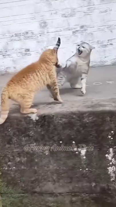 funny animals time