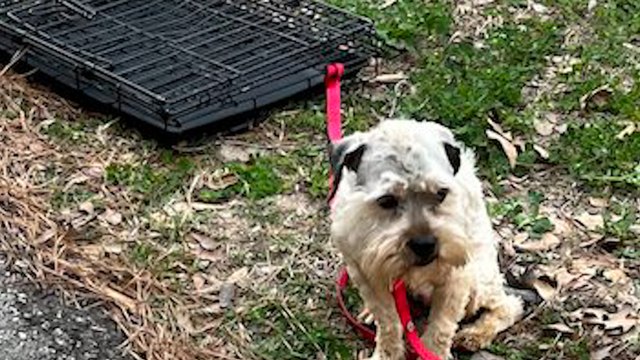 Un chien aboie sur tous les passants dans le parc : sa ruse provoque un changement inattendu