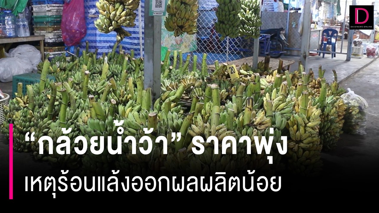 แพงสุดเป็นประวัติการณ์ “กล้วยน้ำว้า” ราคาพุ่ง เหตุร้อนแล้งออกผลผลิตน้อย | HOTSHOT เดลินิวส์ 20/08/67