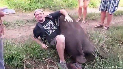 When Animals Showing Love to Human by Their Cute Way