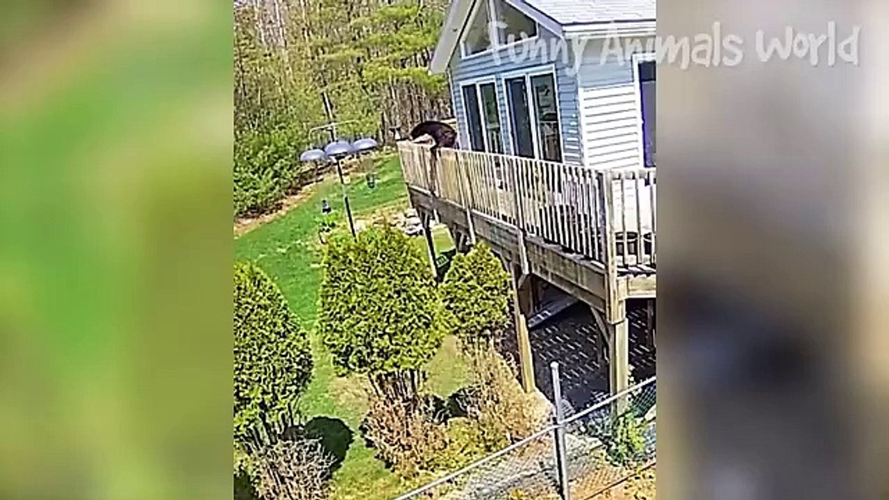 Funny Dogs And Cats Videos 2023  - Best Animal Videos Of The Month