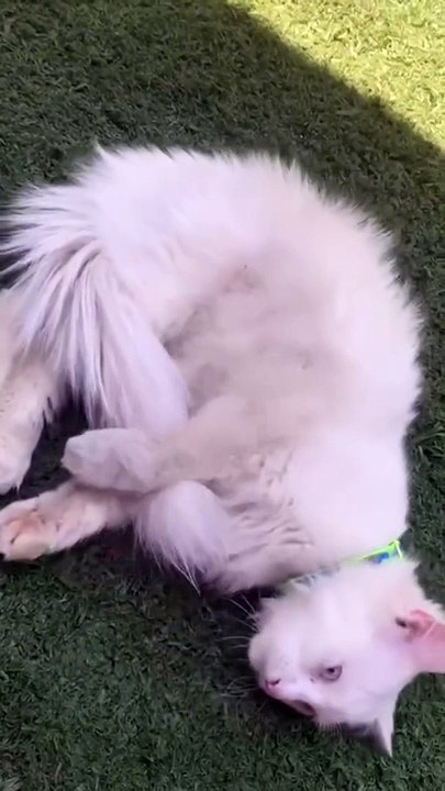 Cute white cat