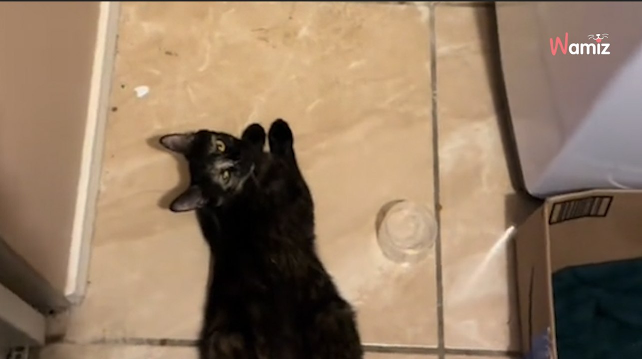 Suche nach Kätzchen: An ungewöhnlichem Ort wird er fündig