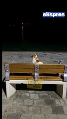 İzmir'de bir kedi, bankta tek başına denizi izledi!