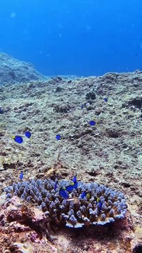 Marine Life | Amazing | Ocean | Sea Life Explorer