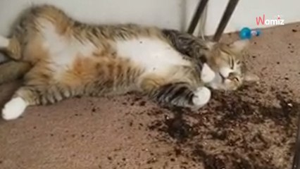 Ces chats ont trouvé les plants de cannabis de leur maîtresse et en ont bien profité (Vidéo)