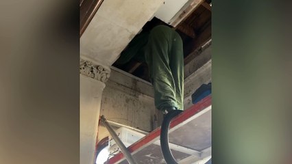 Giant bee colony of over 10,000 discovered in pub