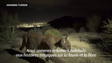 Un énorme pont pour animaux conçu pour sauver les pumas à Los Angeles