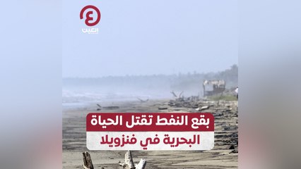 بقع النفط تقتل الحياة البحرية في فنزويلا