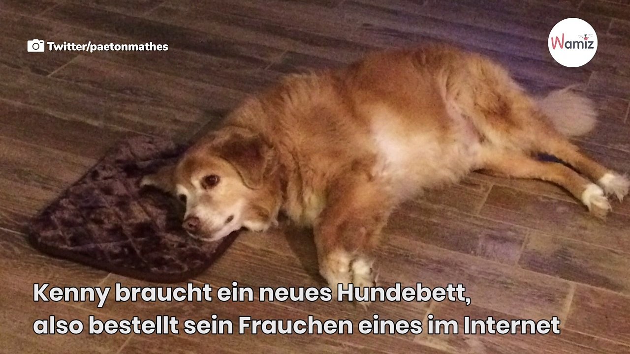 Frauchen bestellt zu kleines Hundebett: Wie der Golden Retriever reagiert, ist GOLD wert!