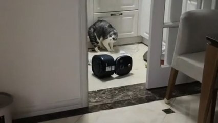 Cat’s possessed-like behavior creates kitchen mess and blocks access