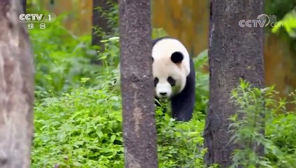 giant panda ping ping