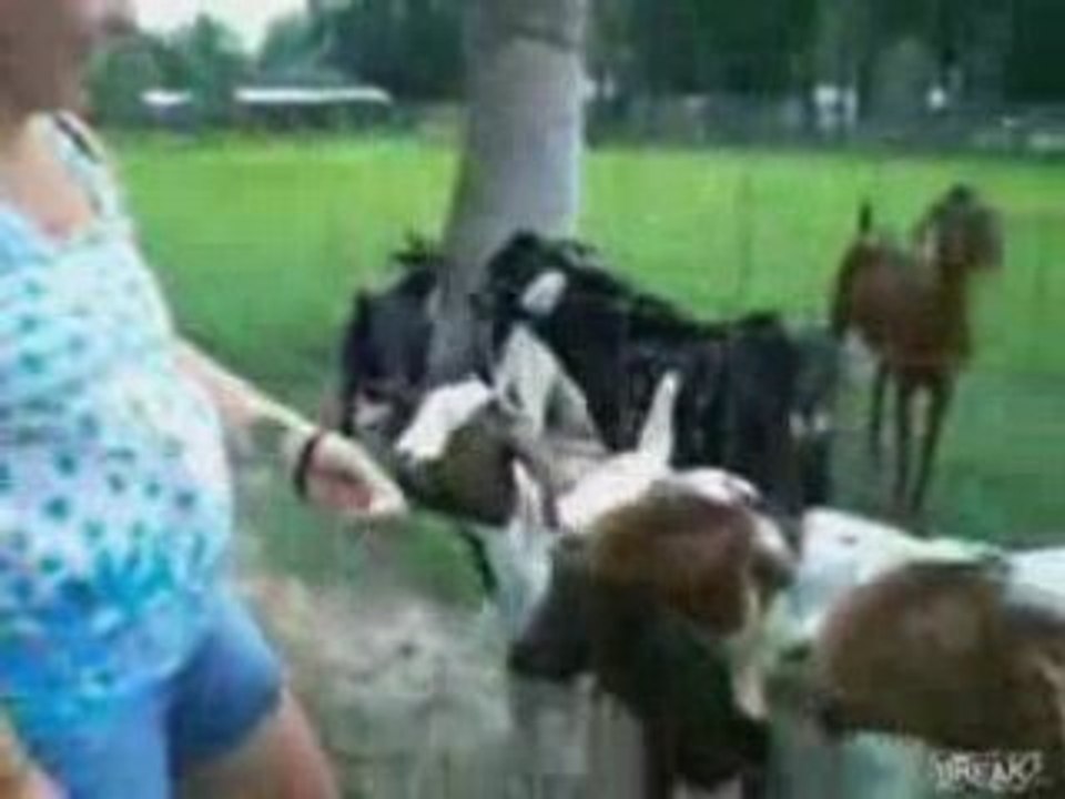Un bouc qui parle !!