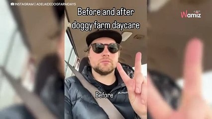Video. Pensione per cani condivide un video di “prima e dopo” che fa ridere di gusto gli internauti