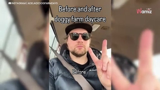 Video. Pensione per cani condivide un video di “prima e dopo” che fa ridere di gusto gli internauti