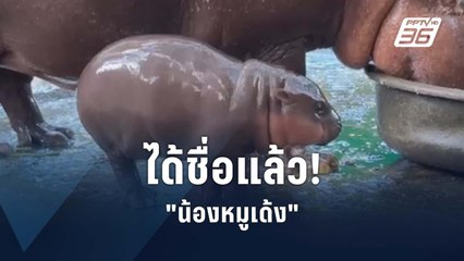 ได้ชื่อแล้ว "หมูเด้ง" ลูกฮิปโปแคระ | PPTV Online