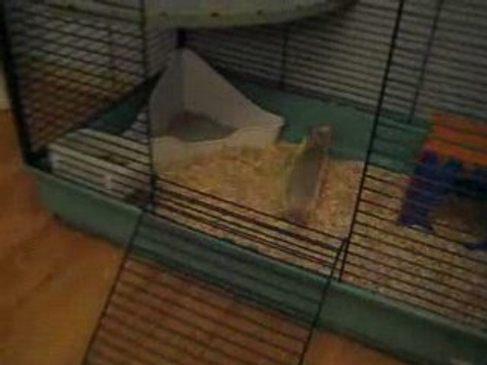 Le rat se prend pour un chat