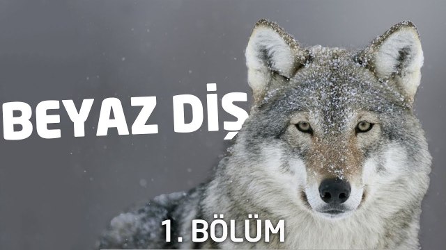 Beyaz Diş | Sesli Kitap | 1. Bölüm