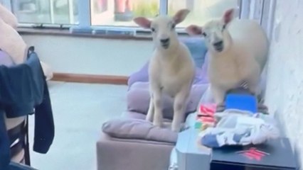 Two curious sheep were found having a great time in the conservatory