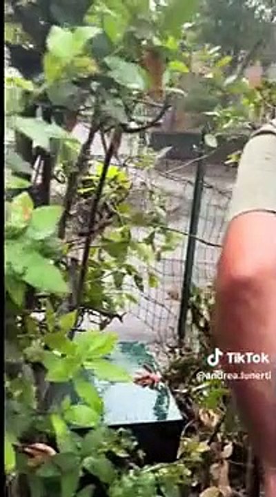 Roma: un serpente gigante si finge morto per cercare di sfuggire alla cattura