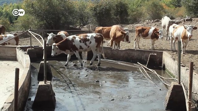 Drought threatens livestock and livelihoods in Serbia