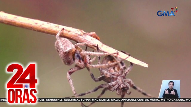DENR - Ilegal ang pagsasabong ng mga gagamba; binabalanse nila ang populasyon ng mga insekto | 24 Oras