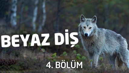 Beyaz Diş | Sesli Kitap | 4. Bölüm