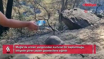 Yangından kurtulan kaplumbağa gazetecilere sığındı