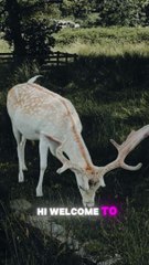 Crazy Facts of Barasingha Deer