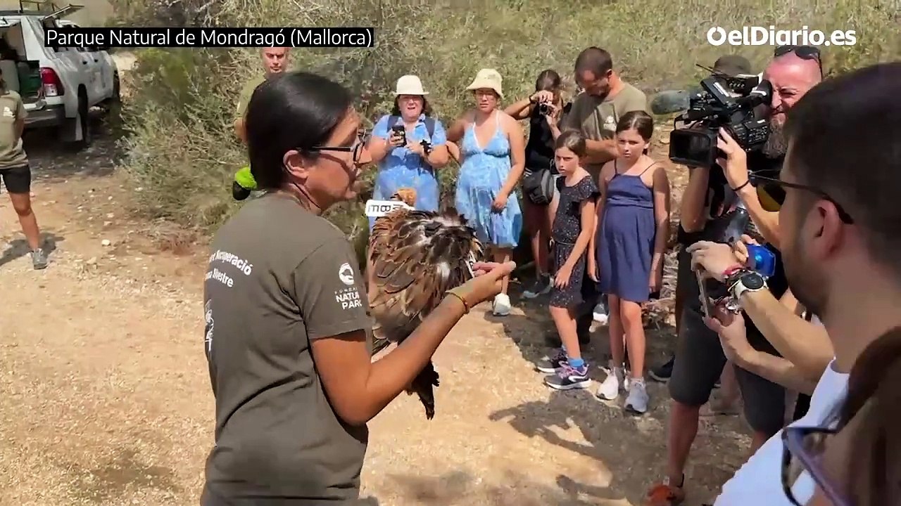 Liberación de cinco milanos en el Parque Natural de Mondragó (Mallorca)