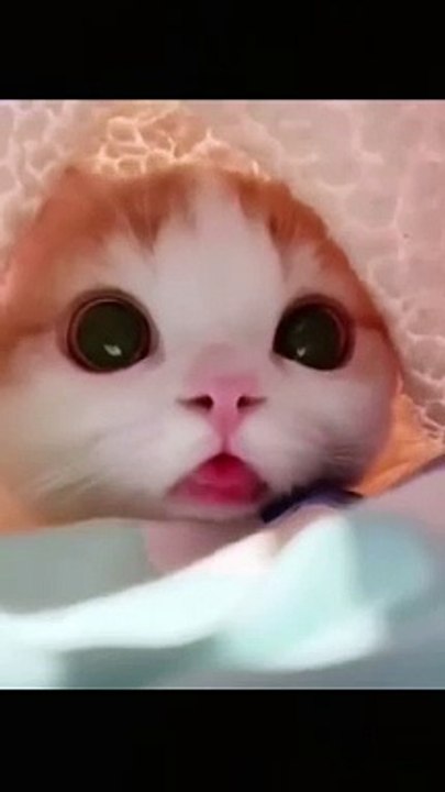Cute and funny cats