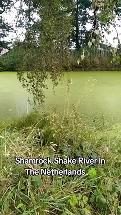 SHAMROCK SHAKE RIVER