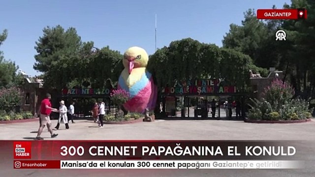 Manisa'da el konulan 300 cennet papağanı Gaziantep'e getirildi