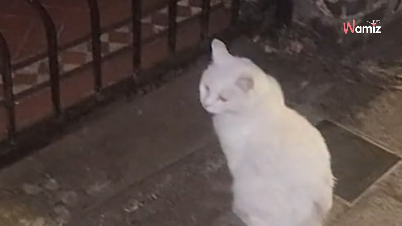 Son chat de 17 ans a un habitude étrange dans le quartier : il n'a pas d'autres choix que de prévenir les voisins (vidéo)