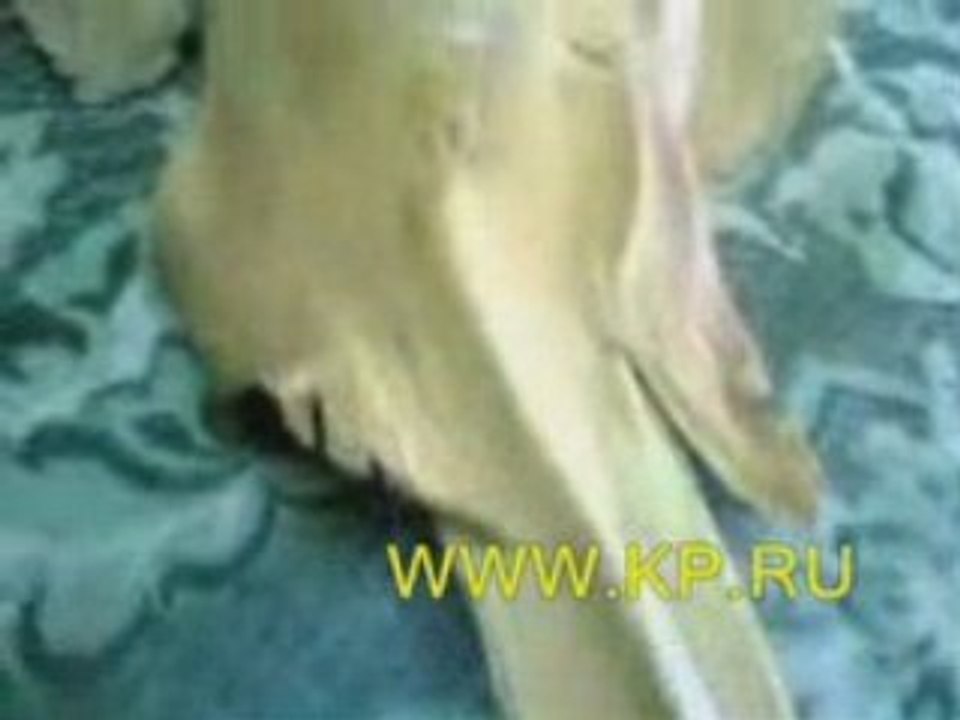 Creature bizarre a Azov (Russie)