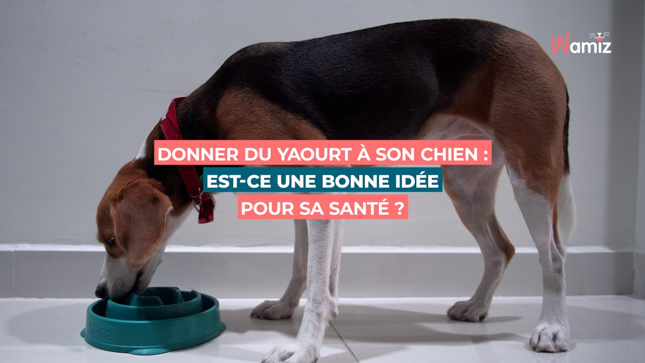 Donner du yaourt à son chien : est-ce une bonne idée pour sa santé ?