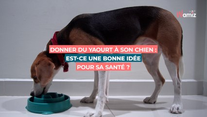 Donner du yaourt à son chien : est-ce une bonne idée pour sa santé ?
