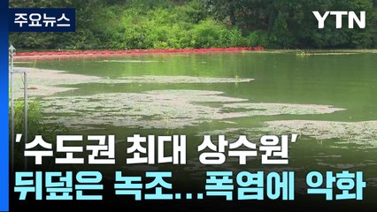 '수도권 최대 상수원' 뒤덮은 녹조...폭염에 악화 / YTN