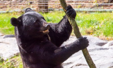Five Sisters Zoo welcomes Baloo the Asiatic Black Bear