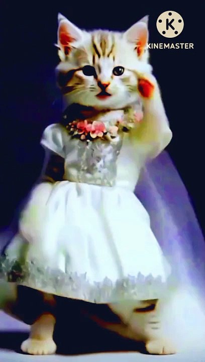Cat funny video
