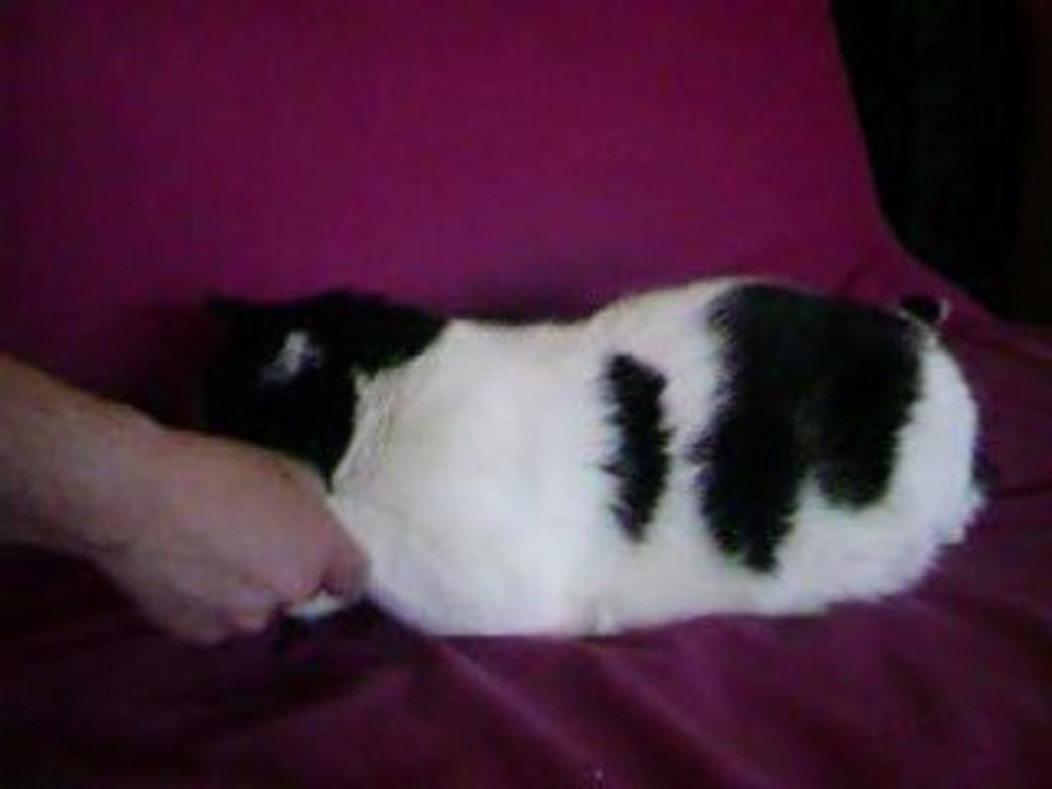 Toby the cat