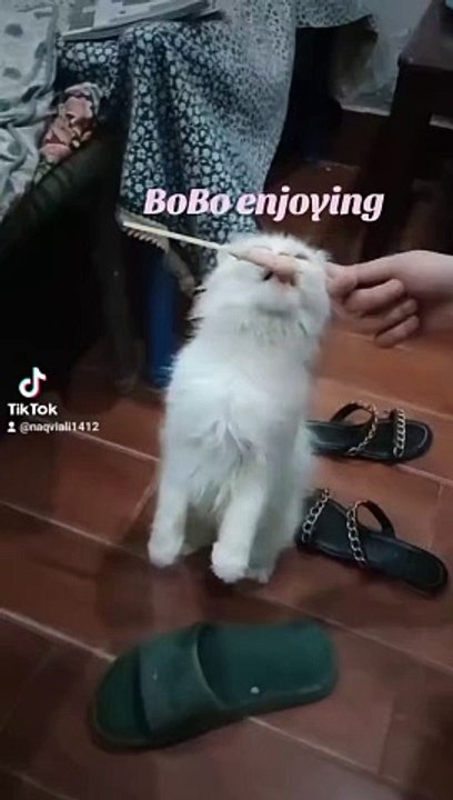 BoBo enjoying