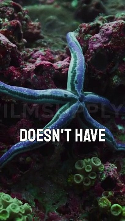 3 Random Facts About Animals