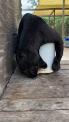 Leopard: The Stealthy Big Cat 🐆