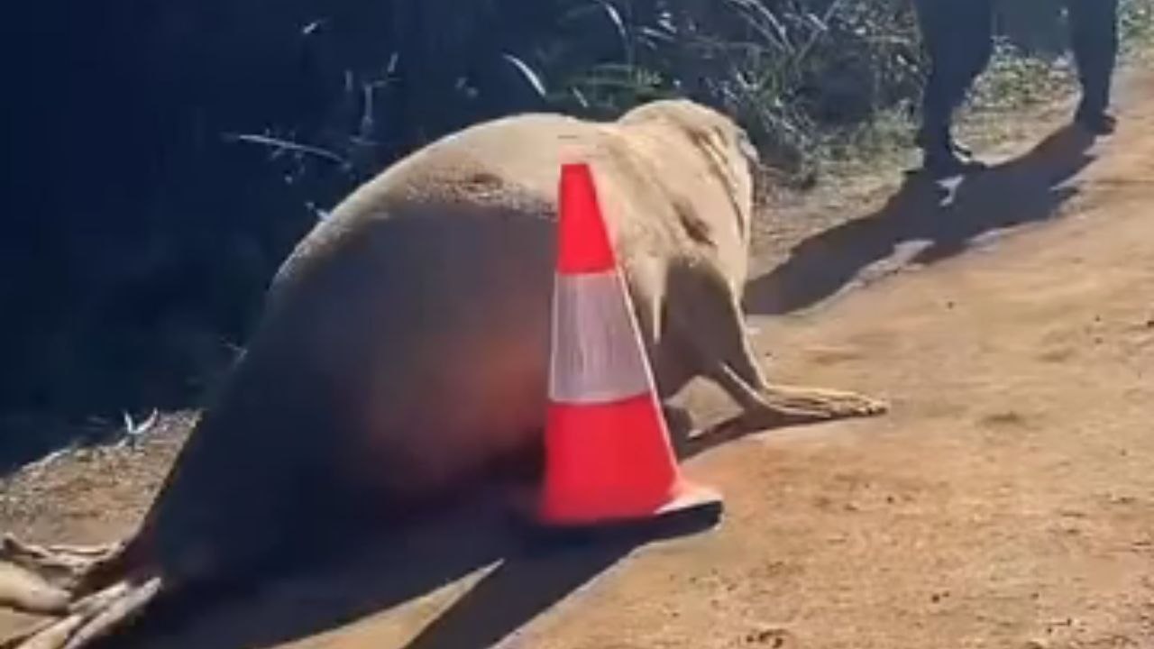 Seal chases women who have been capturing his antics for a long time