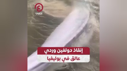 إنقاذ دولفين وردي عالق في بوليفيا