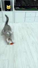 Funny pets _cat _shortfeed  _funnypets _shorts _kitten(360P)
