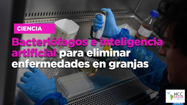 Bacteriófagos e inteligencia artificial para eliminar enfermedades en granjas